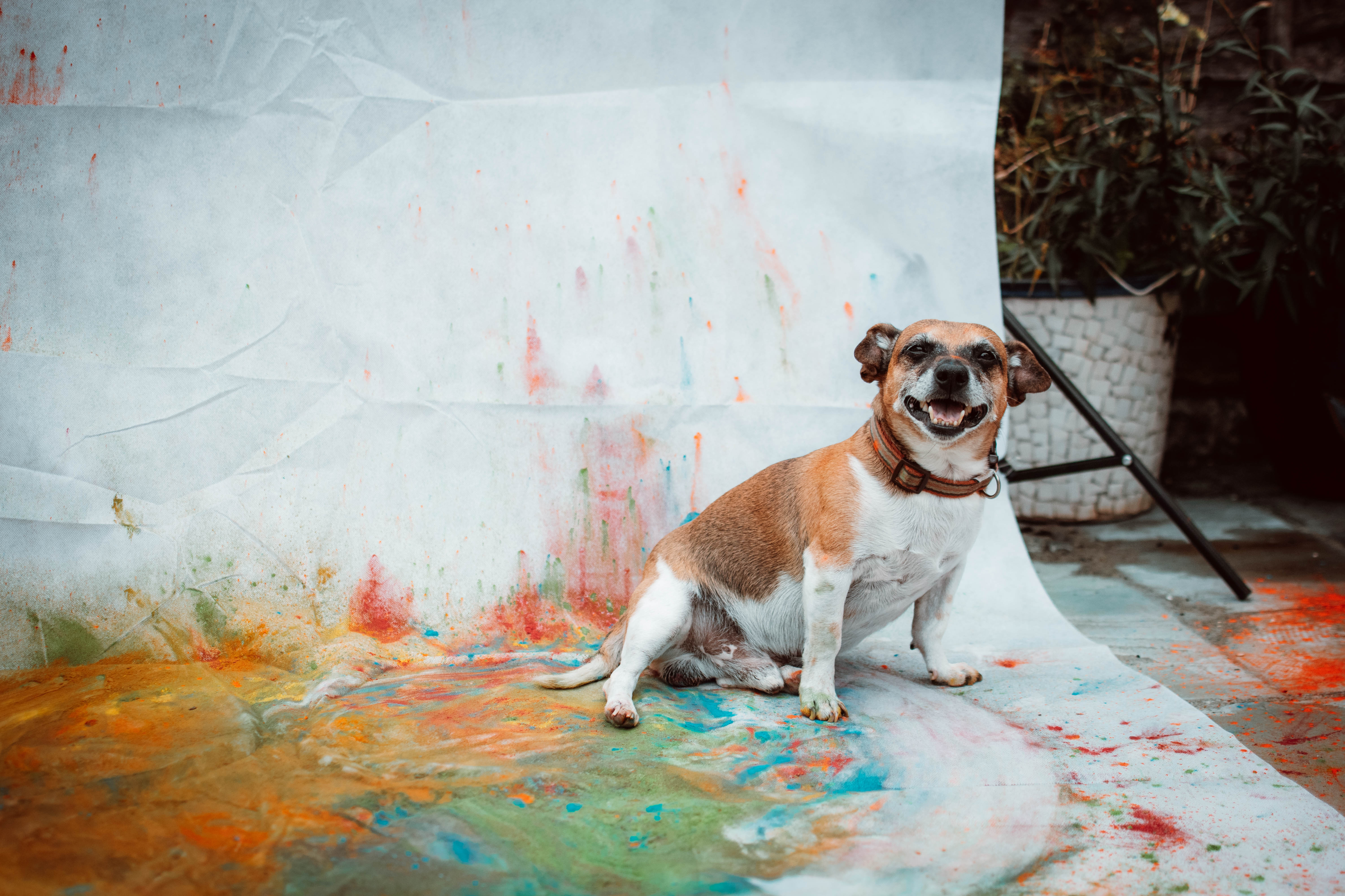 Animals portfolio preview